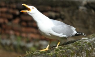 Clujenii, exasperați de pescăruși: "Urlă ca în batjocură" și "Au auzit de plaja de la Someș și cred că e mai faină ca la mare!”