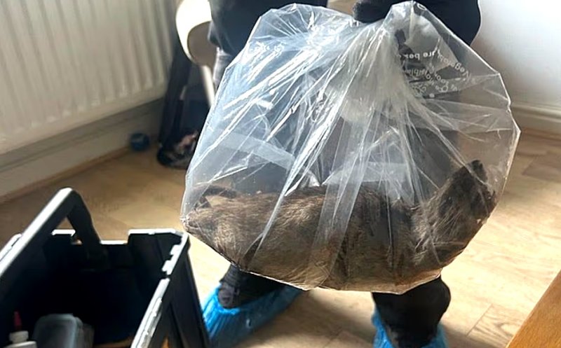 Șobolan gigant, mare cât un câine, prins într-o locuință / Șoc și dezgust după ce fotografia cu rozătoarea de 55 cm a fost postată pe internet