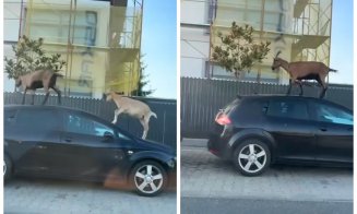Surpriză pe străzile din Cluj: Două capre au luat la pas orașul și s-au urcat pe o mașină. "Sunt la defilare"