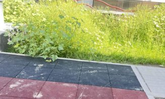 Plin de ambrozie în Florești: ”Nu se poate asa ceva!” / ”Ar putea face primăria niște bani frumoși...”