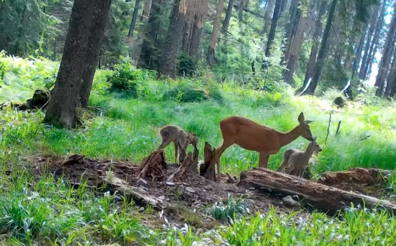 Imagini de poveste surprinse în Parcul Natural Apuseni. O căprioară, alături de cei doi pui