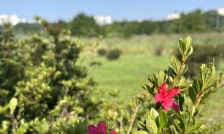 Parc de 52.000 de metri pătrați in viitorul RIVUS Garden