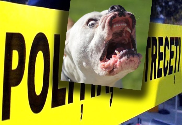 Femeie UCISĂ în propria curte de câinele familiei, un exemplar din rasa American Bully / Animalul a fost eutanasiat