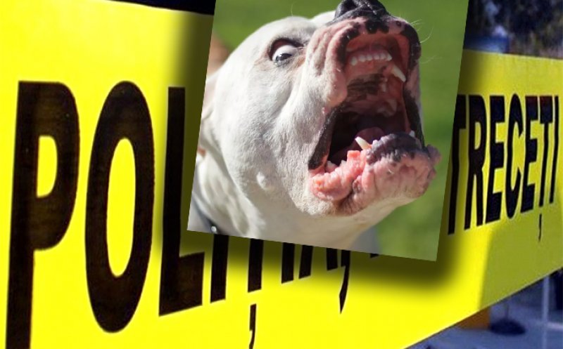 Femeie UCISĂ în propria curte de câinele familiei, un exemplar din rasa American Bully / Animalul a fost eutanasiat