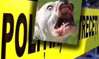 Femeie UCISĂ în propria curte de câinele familiei, un exemplar din rasa American Bully / Animalul a fost eutanasiat