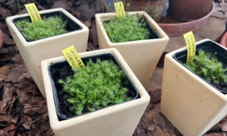 Ultima zi în care poți vizita expoziția de plante carnivore de la Grădina Botanică din Cluj