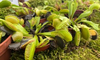 Ultima zi în care poți vizita expoziția de plante carnivore de la Grădina Botanică din Cluj