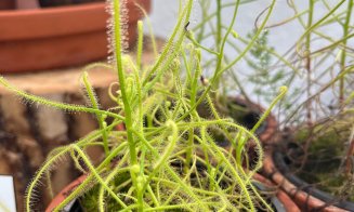Ultima zi în care poți vizita expoziția de plante carnivore de la Grădina Botanică din Cluj