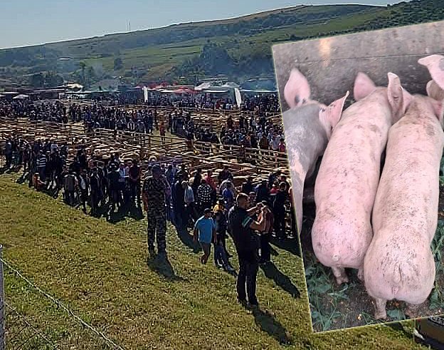 Pesta porcină anulează un eveniment al crescătorilor de animale din județul Cluj