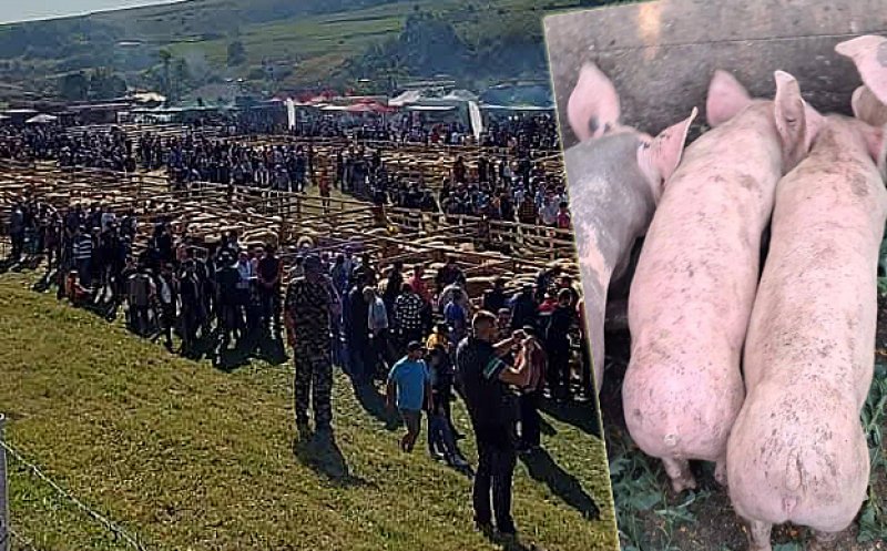 Pesta porcină anulează un eveniment al crescătorilor de animale din județul Cluj