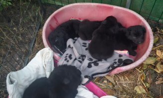 6 pui de câine, aruncați într-o prăpastie de sub un pod, în zona lacului Beliș / Se caută făptașii