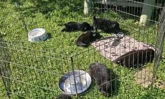 6 pui de câine, aruncați într-o prăpastie de sub un pod, în zona lacului Beliș / Se caută făptașii