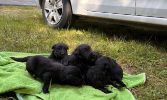 6 pui de câine, aruncați într-o prăpastie de sub un pod, în zona lacului Beliș / Se caută făptașii