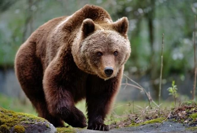 RO-ALERT într-o localitate din Cluj: A fost văzut un urs în zonă!