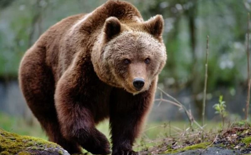 RO-ALERT într-o localitate din Cluj: A fost văzut un urs în zonă!
