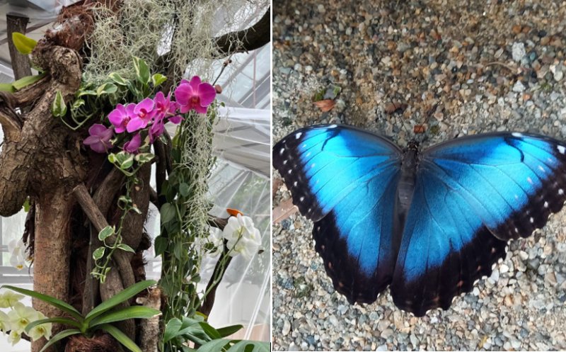 Expoziție spectaculoasă cu 25 de specii de fluturi exotici la Grădina Botanică din Cluj. Printre vedetele expoziției, "fluturele pocnitor" și Morfo cel albastru