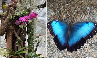 Expoziție spectaculoasă cu 25 de specii de fluturi exotici la Grădina Botanică din Cluj. Printre vedetele expoziției, "fluturele pocnitor" și Morfo cel albastru