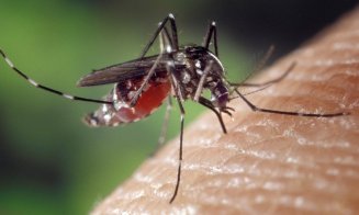 Atenție la țânțari! Crește numărul persoanelor infectate cu virusul West Nile în România