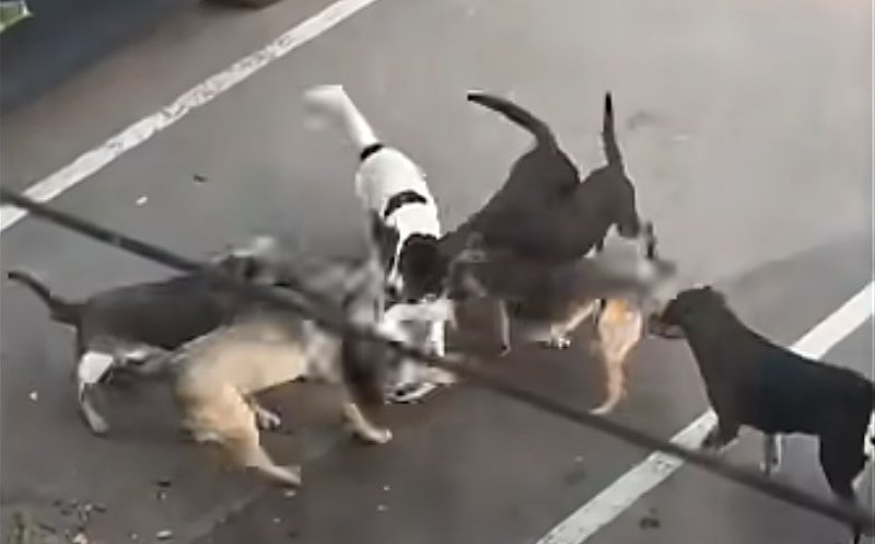 Teroare în oraș. O haintă de câini atacă tot ce prinde / ”Am făcut și sesizare la Primărie...”