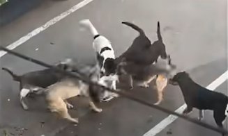 Teroare în oraș. O haintă de câini atacă tot ce prinde / ”Am făcut și sesizare la Primărie...”