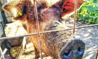 Alertă în Apahida: Focar de pestă porcină. Autoritățile impun restricții stricte. Ce măsuri trebuie respectate