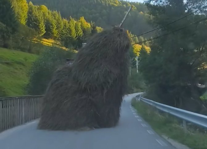 "Când ai crezut că le-ai văzut pe toate în viață..." Căpiță, la plimbare, pe drumurile din Cluj