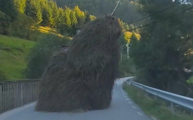 "Când ai crezut că le-ai văzut pe toate în viață..." Căpiță, la plimbare, pe drumurile din Cluj