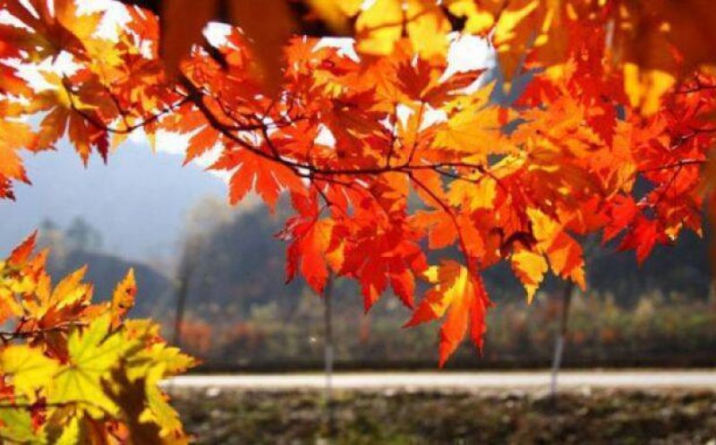 Vremea se va răci accentuat începând de miercuri, cu temperaturi care vor fi cu până la 15 grade mai scăzute