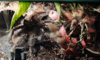 La Iulius Mall Cluj, expoziția educativă Taranterra te invită în lumea exotică a celor 70 de exemplare de reptile și tarantule vii