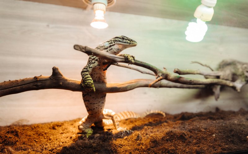 La Iulius Mall Cluj, expoziția educativă Taranterra te invită în lumea exotică a celor 70 de exemplare de reptile și tarantule vii
