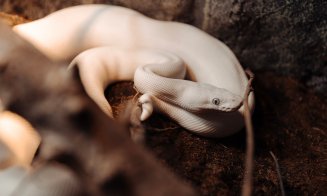 La Iulius Mall Cluj, expoziția educativă Taranterra te invită în lumea exotică a celor 70 de exemplare de reptile și tarantule vii