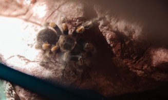 La Iulius Mall Cluj, expoziția educativă Taranterra te invită în lumea exotică a celor 70 de exemplare de reptile și tarantule vii
