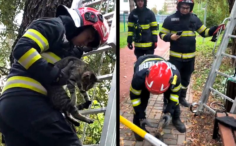 Pompierii clujeni, la datorie: Au salvat... o pisică / Unde s-a cocoțat felina