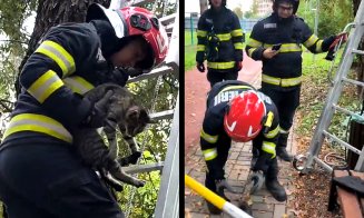 Pompierii clujeni, la datorie: Au salvat... o pisică / Unde s-a cocoțat felina