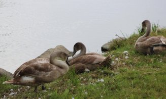 3 din 7 :( În luna septembrie au dispărut 3 lebede din familia de pe Someș