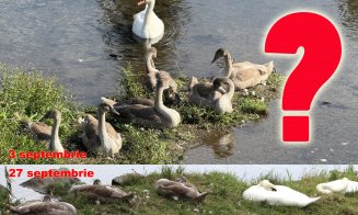 3 din 7 boboci :( Au scăpat tefere după UNTOLD, dar în septembrie au dispărut 3 lebede din familia de pe Someș