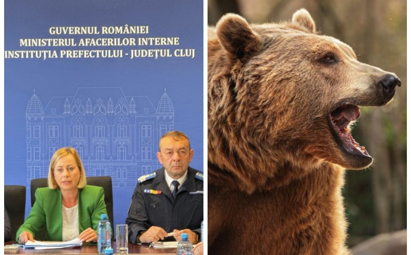 Satele din Cluj, terorizate de urși: autoritățile cer schimbări legislative pentru a proteja oamenii și bunurile