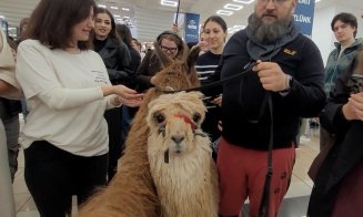 O altă zi "obișnuită" la Cluj! Două alpaca, în vizită la FSEGA, să vadă cum e viața de student :)