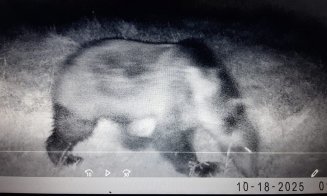 Urs la doi pași de Cluj-Napoca! Primărița din Chinteni face apel la cetățeni să fie extrem de atenți