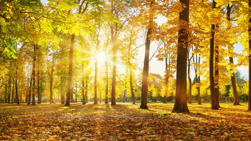 Temperaturi de vară în plină toamnă! Finalul lunii octombrie vine cu surprize în termometre