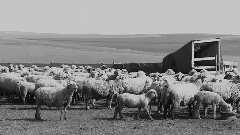 Caz misterios la o stână din Cluj: bărbat găsit mort în circumstanțe neclare. Anchetatorii iau în calcul atacul unor animale sălbatice