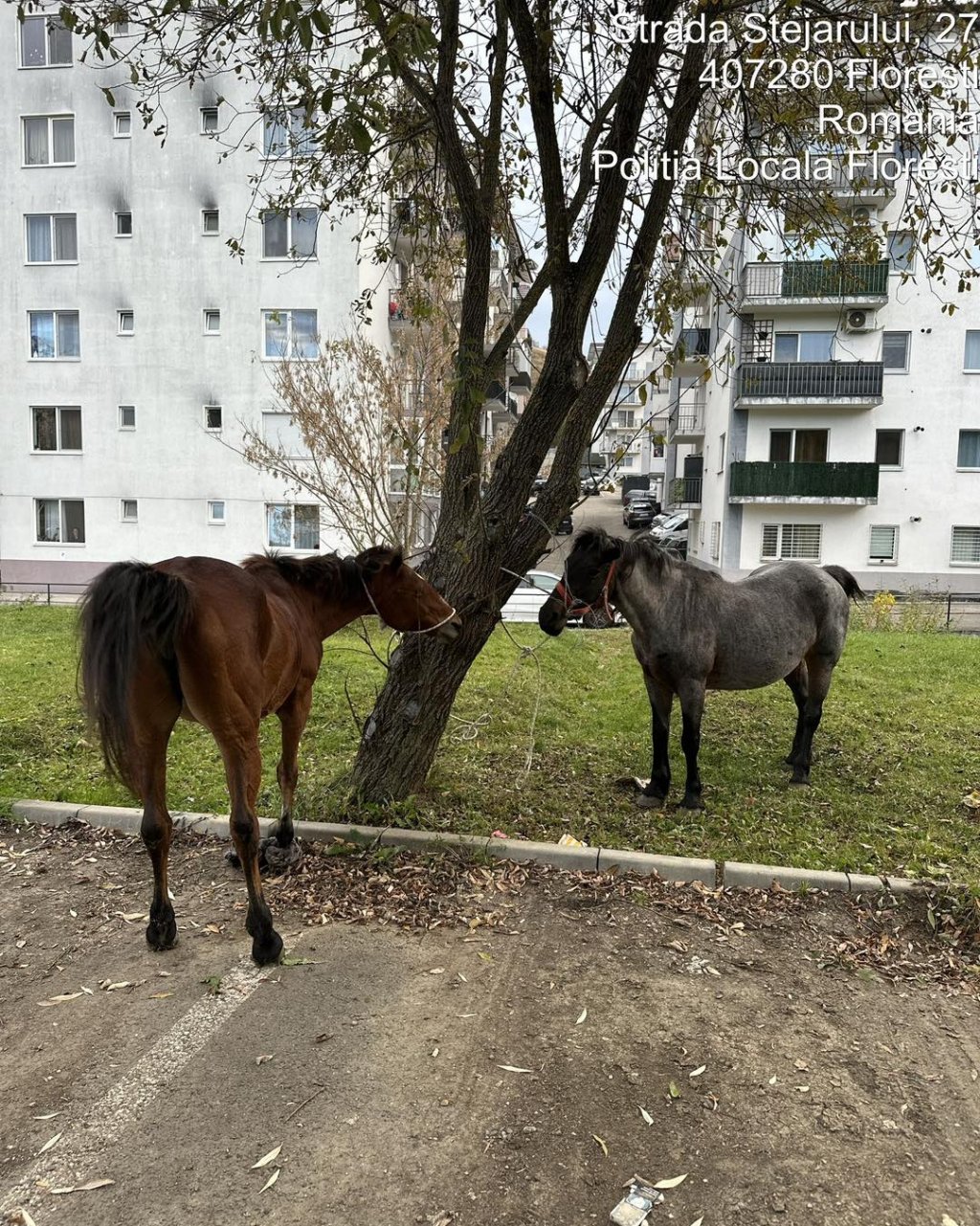 Noi cai ridicați de pe străzile din Florești. Cât va trebui să plătească proprietarul pentru a-i recupera