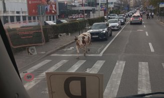 Cine și-a pierdut vaca prin Cluj-Napoca, o poate recupera de la RADP
