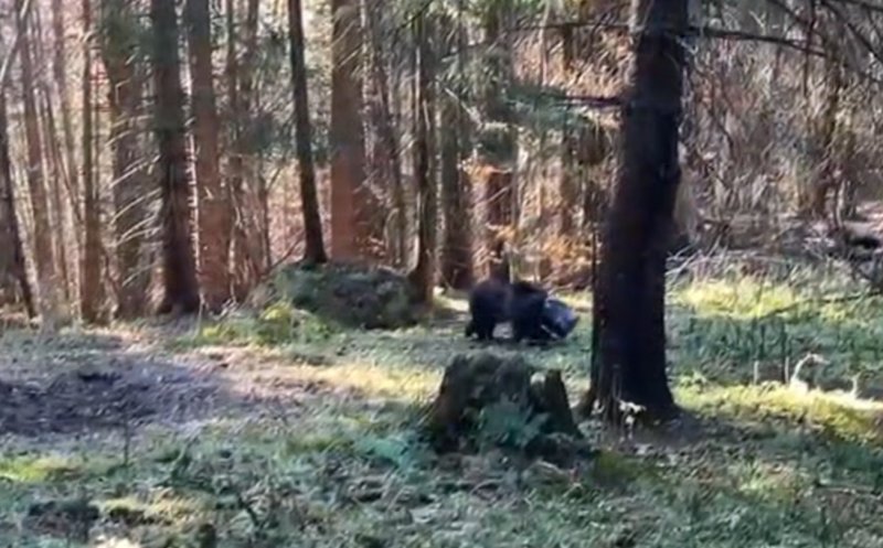 Un pui de urs, salvat de salvamontiști după ce a rămas cu capul blocat într-un rezervor metalic