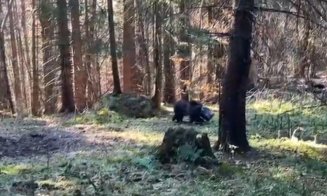 Un pui de urs, salvat de salvamontiști după ce a rămas cu capul blocat într-un rezervor metalic