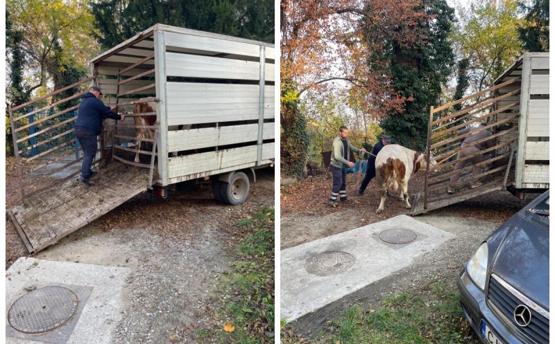 Peripeție cu final fericit: Vaca rătăcită prin Cluj-Napoca a fost găsită și predată proprietarului