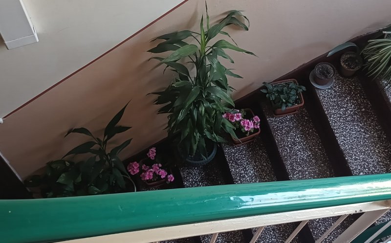 În caz că nu știați, ghivecele cu flori de pe casa scărilor sunt INTERZISE. Blochează evacuarea și intervenția în caz de incendiu