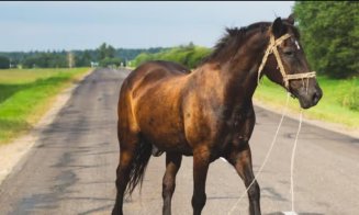 Un șofer din Cluj a lovit mortal un cal apărut brusc pe carosabil