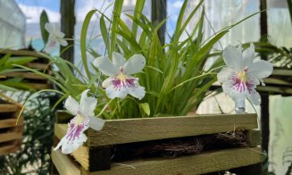Colecție de orhidee la Grădina Botanică din Cluj