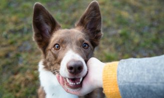 Campanie de sterilizare gratuită a câinilor, la Dej